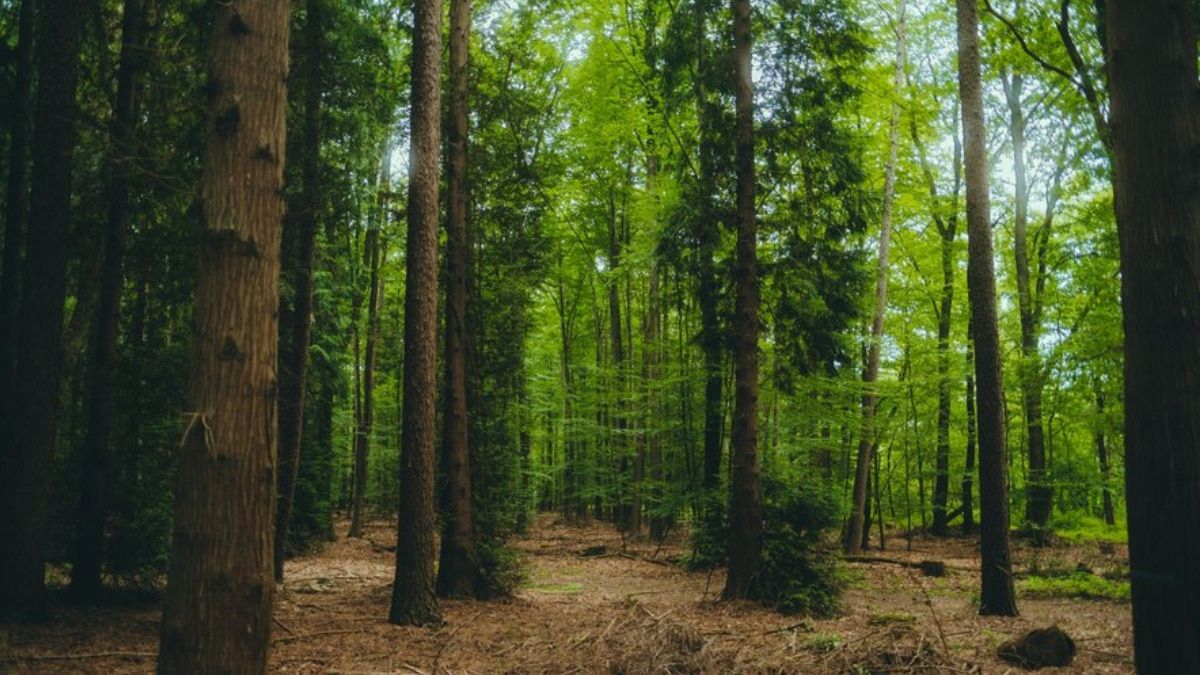 Un bosque Un bosque