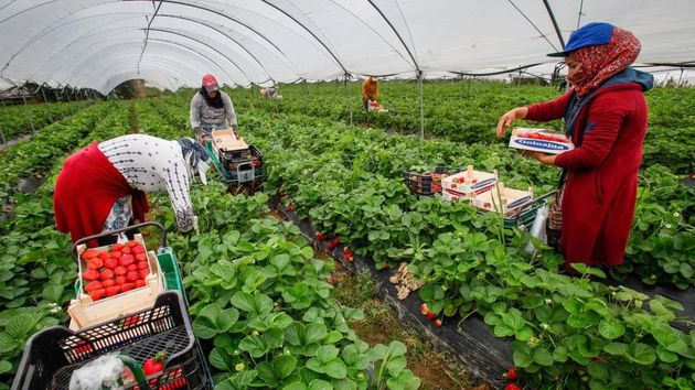 La justicia concede la incapacidad total a una trabajadora agrícola por hipersensibilidad a la picadura de abejorro 