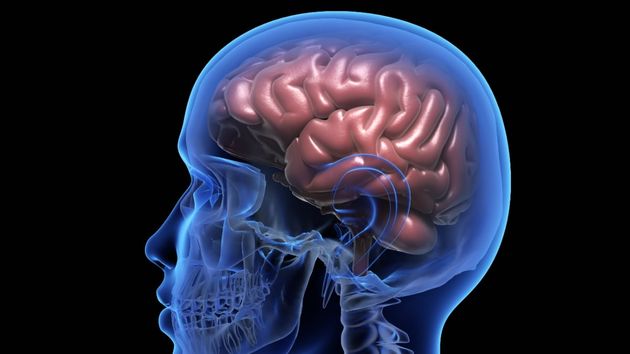 Imagen de un cerebro
