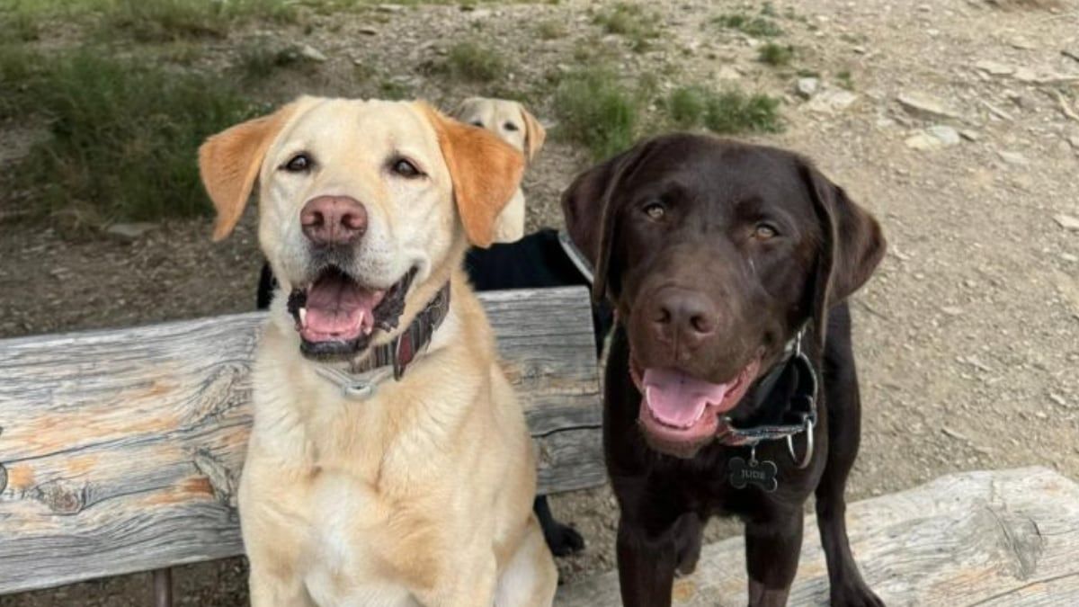 Jude, el perro que espera un nuevo hogar