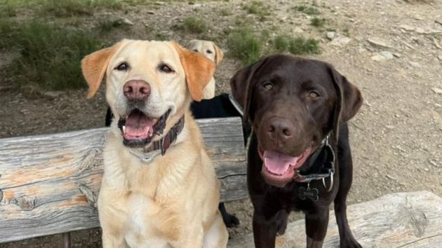 Jude, el cachorro labrador que no pudo ser perro policía y ahora busca un hogar Jude, el cachorro labrador que no pudo ser perro policía y ahora busca un hogar