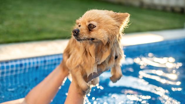 ¿Puede mi perro bañarse en la piscina de la comunidad de vecinos? Así responde la ley