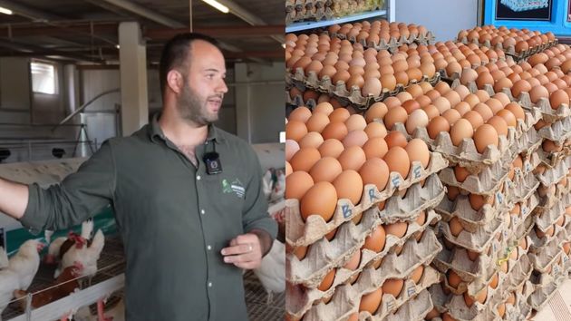 Imagen de Juan avicultor y una varias docenas de huevos