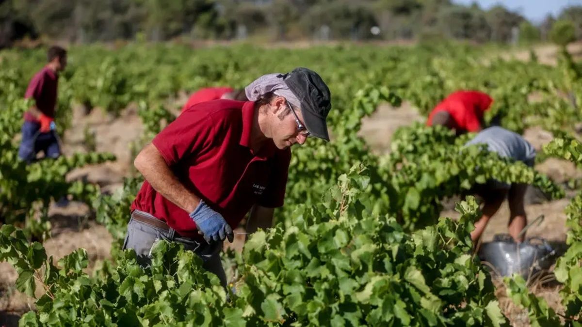 Falta mano de obra en el campo español: "No hay maquinistas, podadores, recolectores..." Un trabajador en el campo de la fresa
