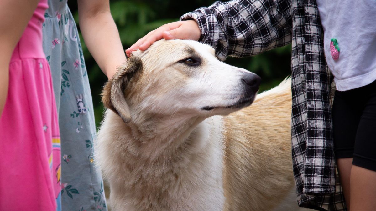 Qué significa que una persona acaricie siempre a los perros, según la psicología Dos personas acarician a un perro