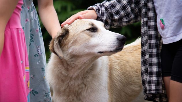 Qué significa que una persona acaricie siempre a los perros, según la psicología