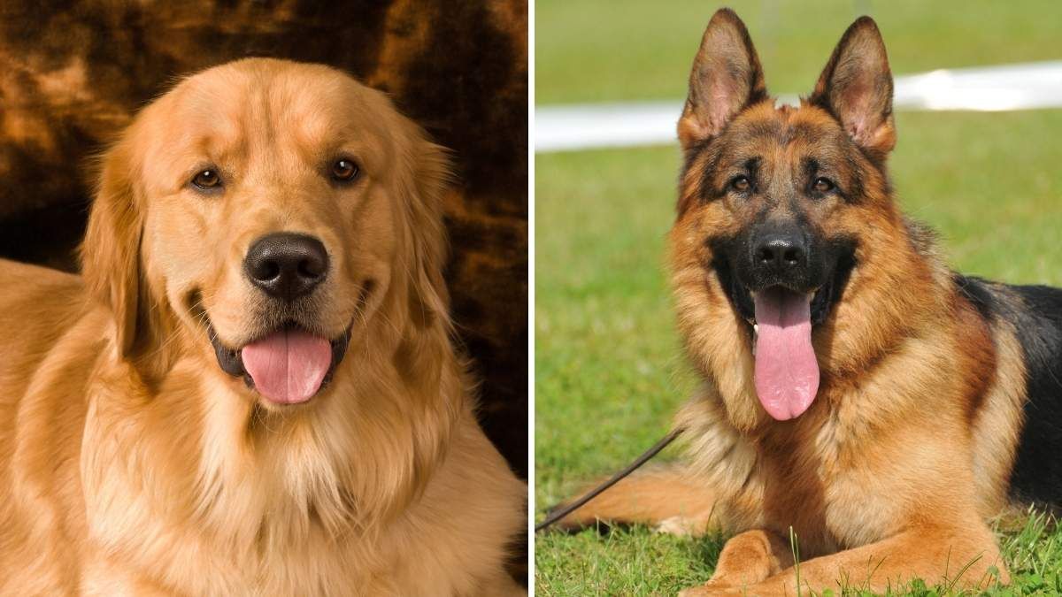 Un Golden Retriever y un Pastor Alemán Un Golden Retriever y un Pastor Alemán