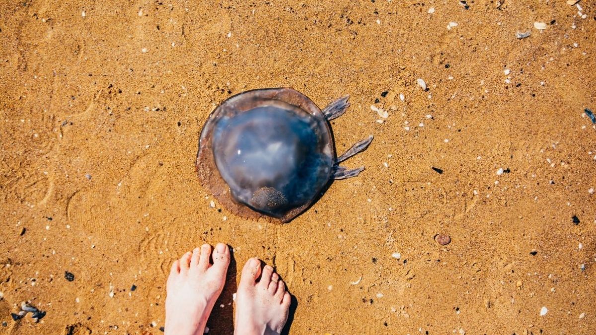 Estas son las playas con medusas en agosto: así puedes saberlo a tiempo real Unos pies en la arena con una medusa grande