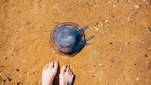 Estas son las playas con medusas en agosto: así puedes saberlo a tiempo real