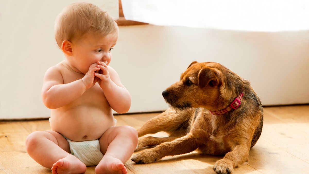 psicologia niños perro casa