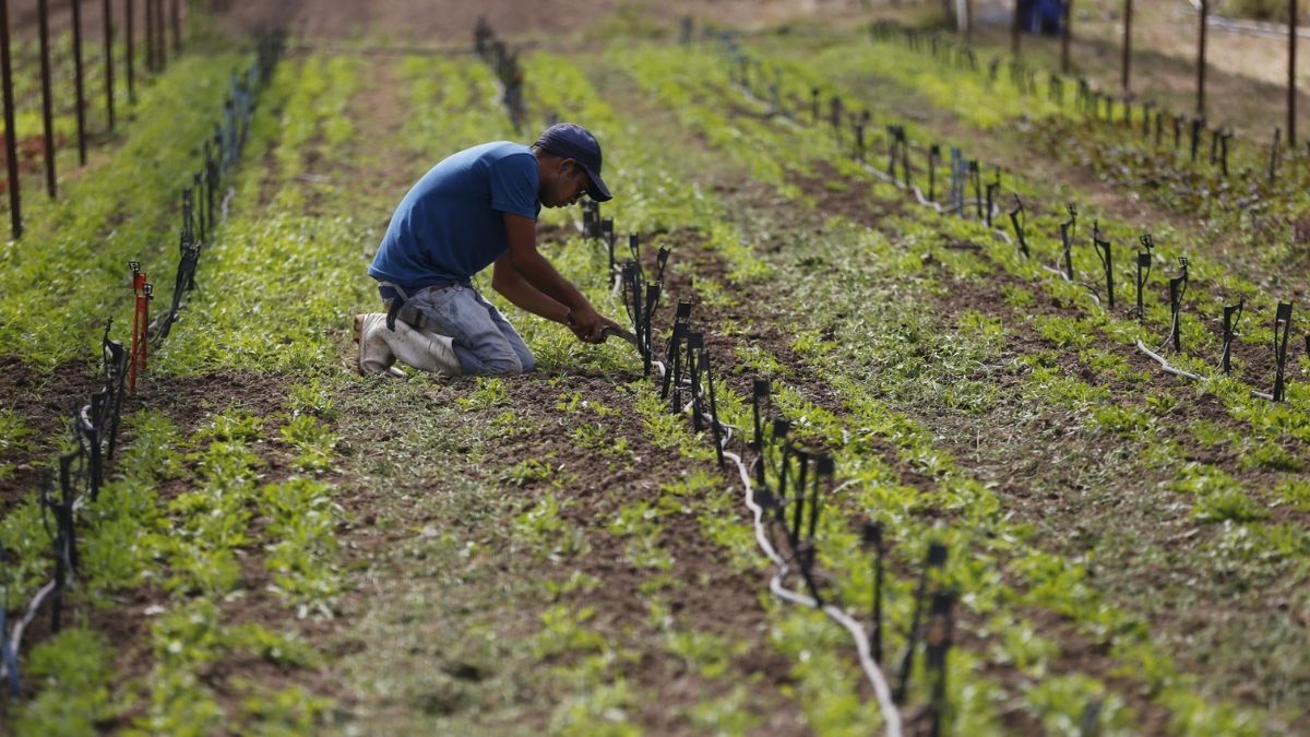 Un trabajador en un invernadero