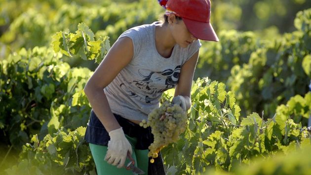 Una mujer trabajando en la vendimia