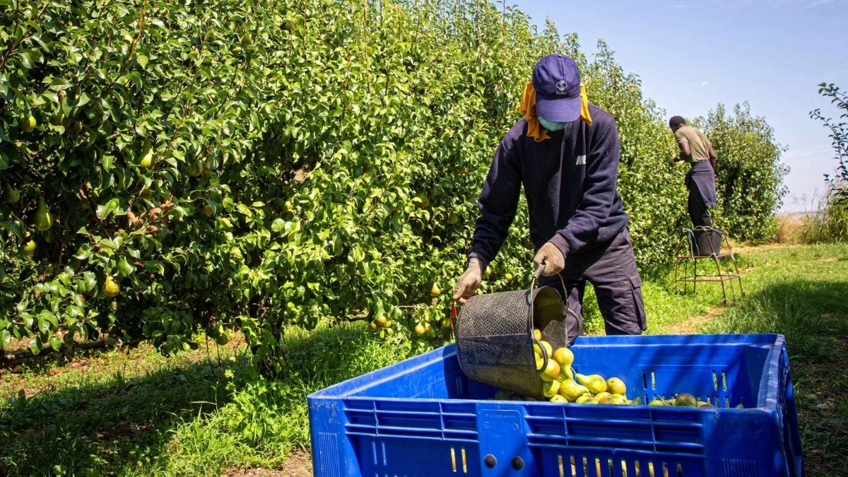 Un trabajador temporero recogiendo fruta