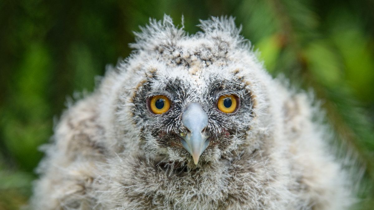 un bebé búho
