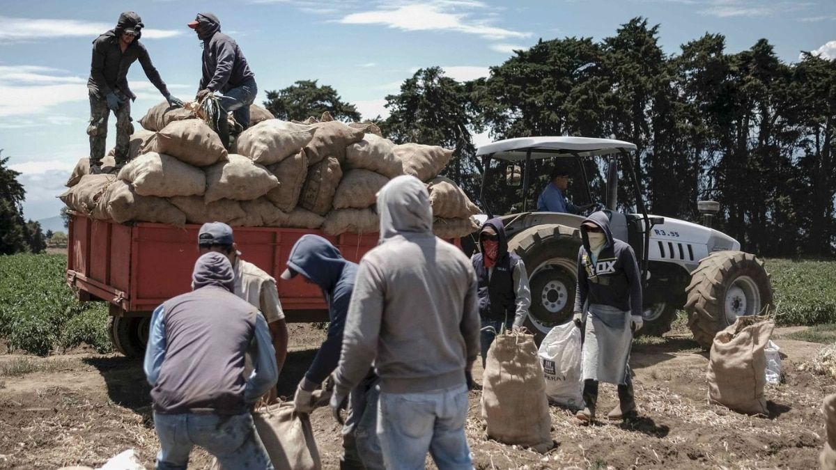 Temporeros recogen patatas en una explotación