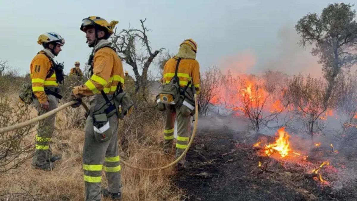 Bomberos apagando un incendio en un bosque