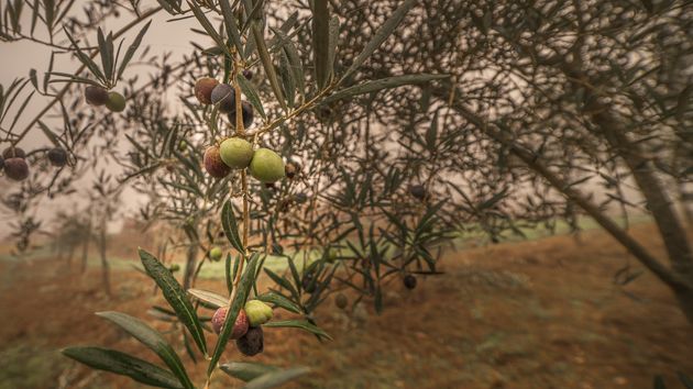 COAG niega un impacto de los aranceles de Trump en las ventas de aceite de oliva a EEUU