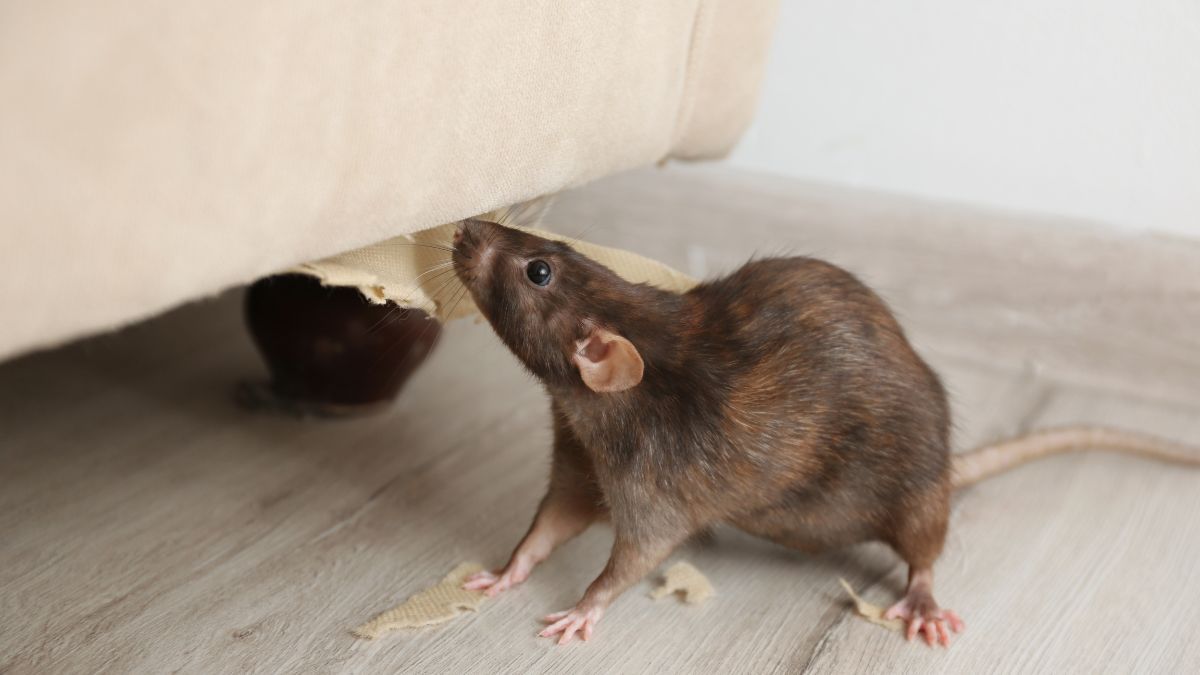 Una rata junto a un sofa