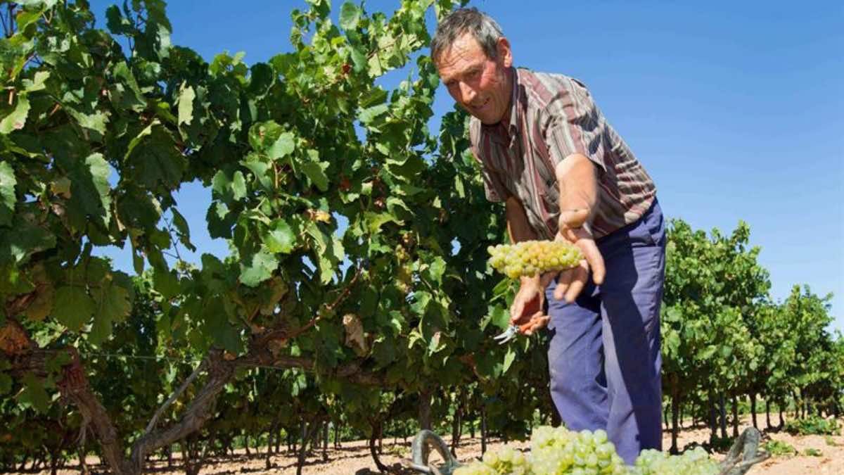 Un hombre mayor trabajando en la vendimia