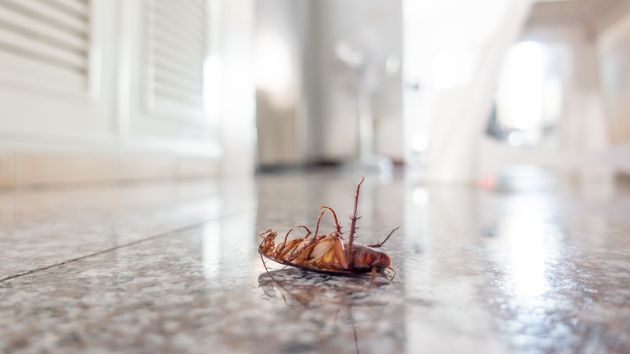 La ley deja claro quién tiene que hacerse cargo si hay una plaga de cucarachas en la comunidad de vecinos