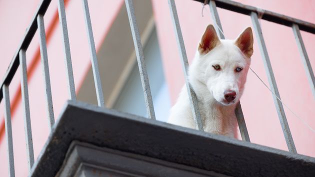 Un administrador de fincas lo deja claro: “Una comunidad de propietarios no puede prohibir en sus estatutos a los propietarios tener animales”