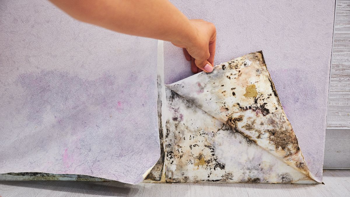 Moho oculto tras el papel pintado de una pared