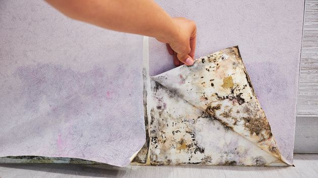 Una inquilina de una vivienda social  tiene que recibir dos trasplantes de pulmón por el moho tóxico oculto en las paredes del piso de alquiler