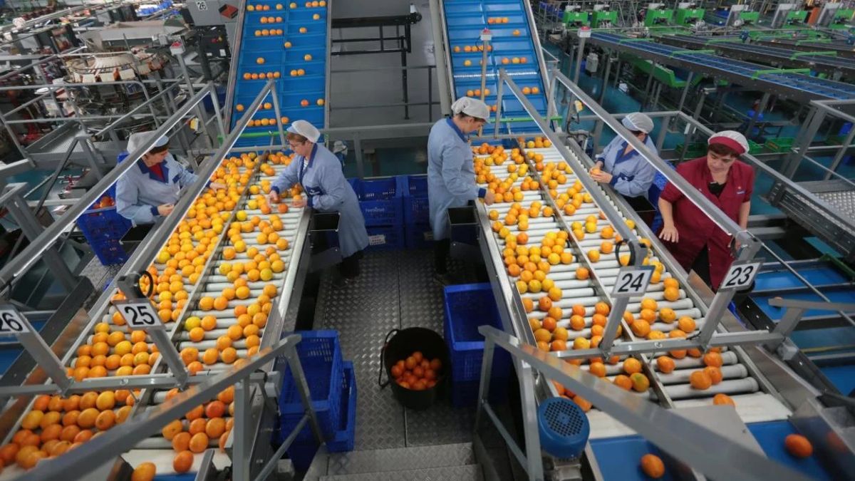 Envasadores de cítricos y operarias de máquina