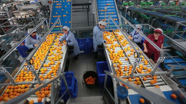 Adecco busca a 250 personas con o sin experiencia para trabajar en la campaña de la naranja en Valencia