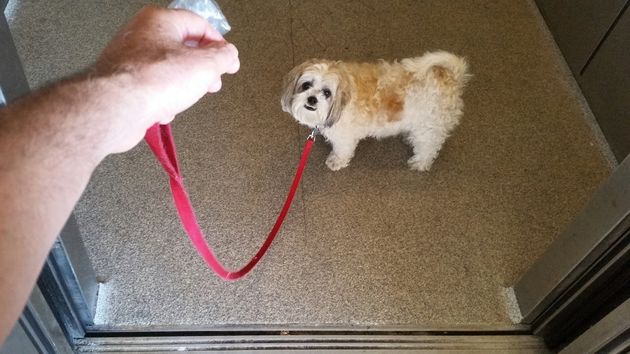 La ley de propiedad horizontal lo confirma: la comunidad de vecinos puede prohibirte subir con tu perro al ascensor