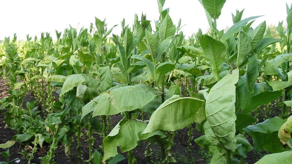 Plantación de tabaco
