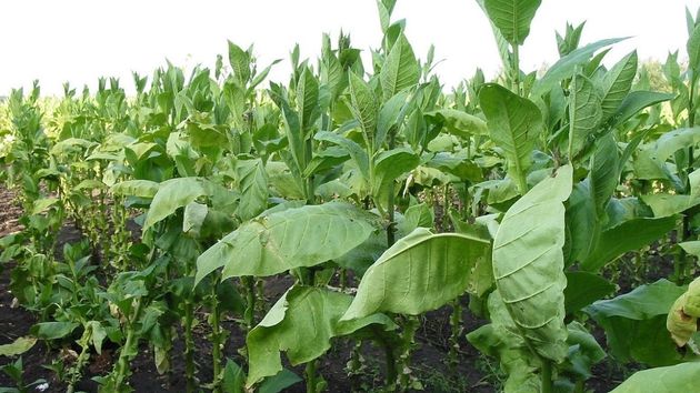 La UE acepta la destrucción de miles de empleos en esta región de España y los contrabandistas de tabaco se frotan las manos ante el abandono de la OMS