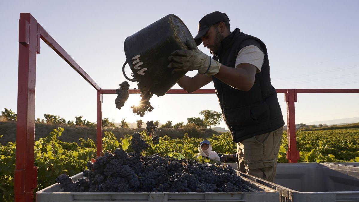 Un trabajador de la vendimia