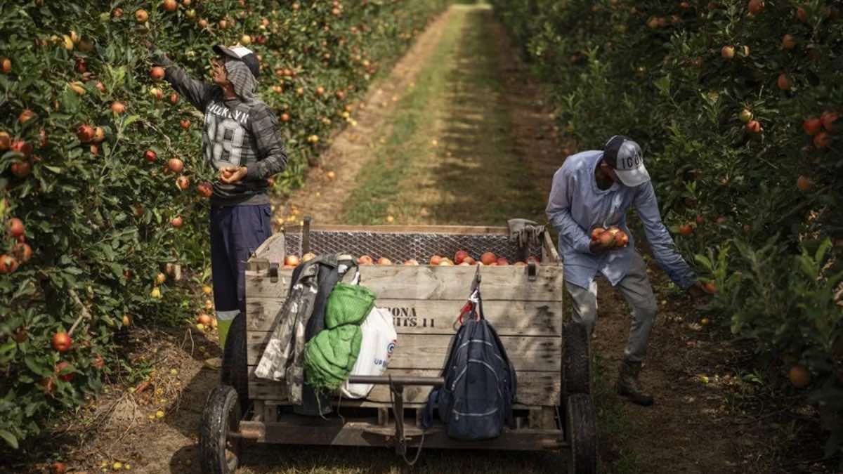 Dos trabajadores trabajando en una finca