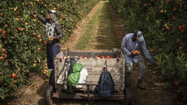La Inspección de Trabajo multa con 30.326,04 euros a una ETT por emplear a tres extranjeros sin papeles para recolectar fruta en una finca