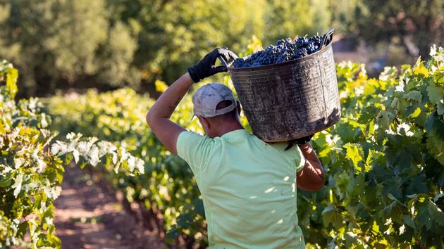 David Ramírez (45), viticultor, sobre el futuro del campo español: "No podemos estar continuamente perdiendo dinero"