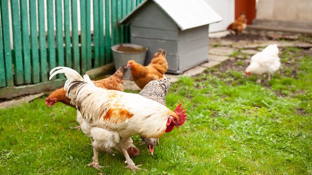 Denuncia a sus vecinos por tener gallinas pegadas a su casa y perros que le molestaban con sus ladridos: tendrán que cambiarlas de ubicación y pagarle 1.500 euros por daños morales