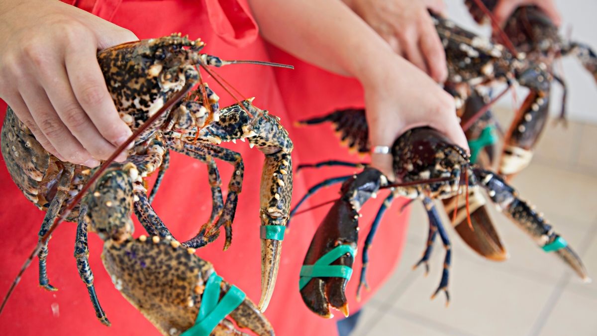 Manos sujetando langostas