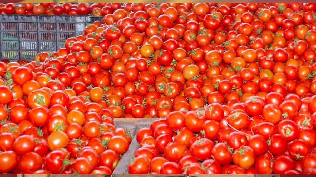 Varias cajas de Tomates