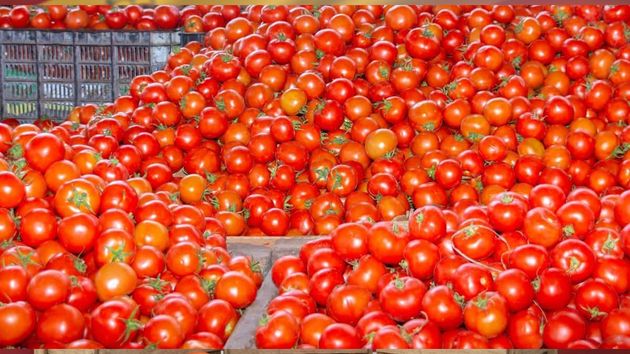 Tomate de Marruecos gana peso en Reino Unido y Países Bajos y supera a España como segundo proveedor en la UE