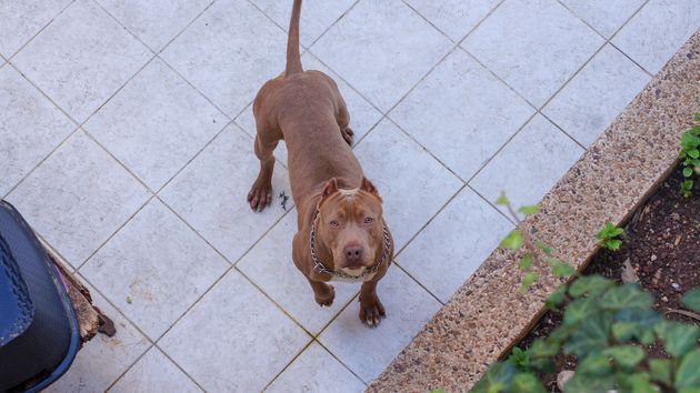 Unos okupas ponen un pitbull en la puerta de la casa como guardián para evitar que los desalojen
