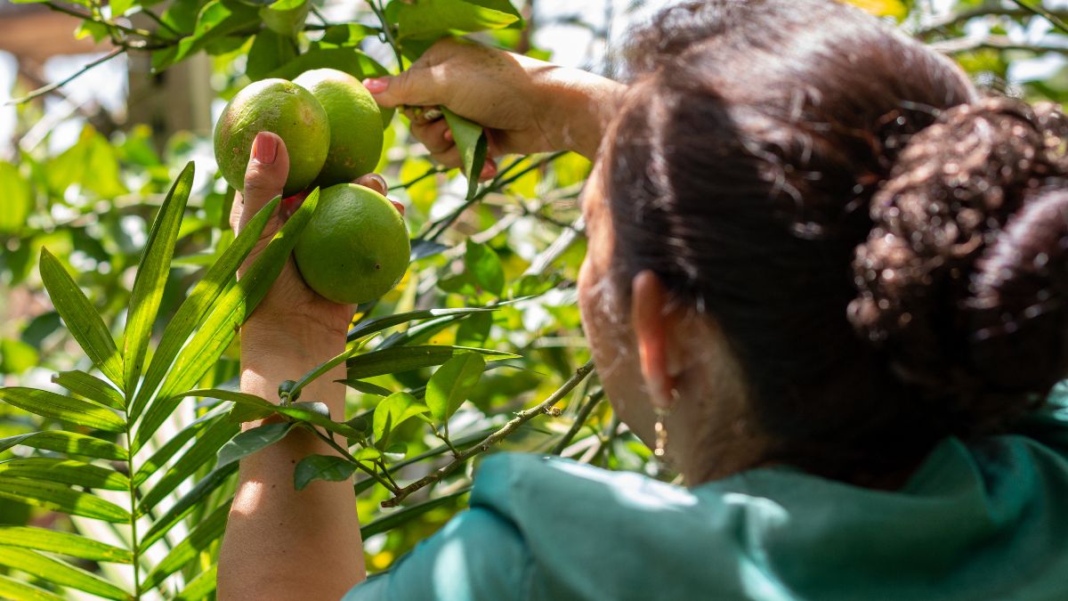 Una mujer cortando fruta de un árbol 