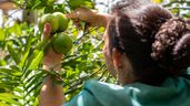 Una mujer cortando fruta de un árbol 