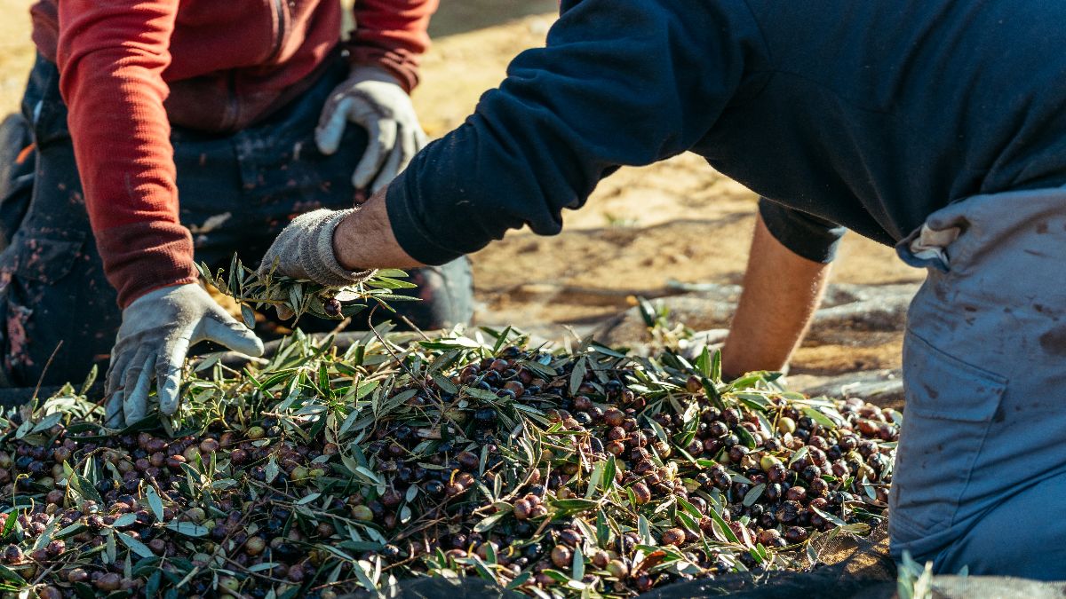 Dos personas recogiendo aceitunas