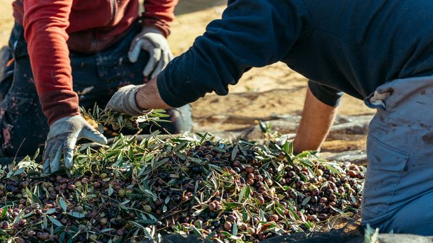 Rafael Fontán, experto en olivos: “si plantas un hueso de aceituna, saldrá un acebuche porque la semilla siempre vuelve a su origen a la planta silvestre ancestral”