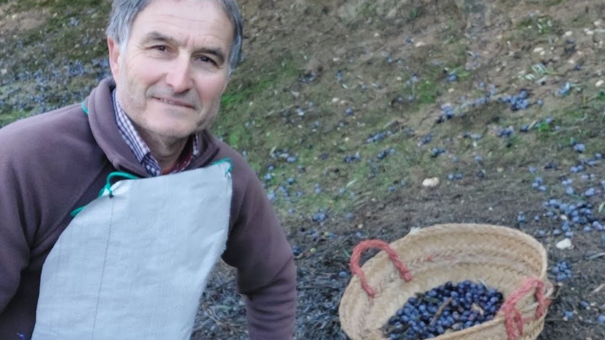 Jaro, agricultor aceitunero