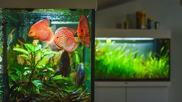 Un casero con 22.000 euros en impagos de su inquilino tiene que seguir pagando por mantener a los peces exóticos que este le dejó en la casa tras el desalojo