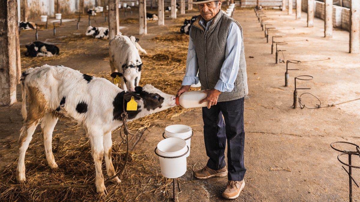 Un hombre alimentando a un ternero