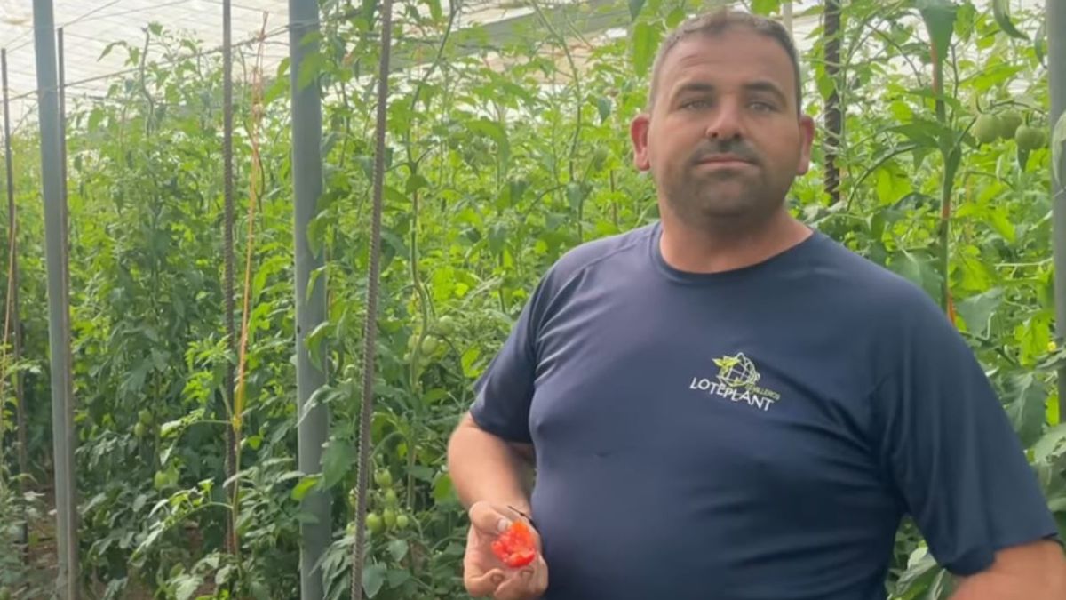 el agricultor con un tomate en uno de los invernaderos