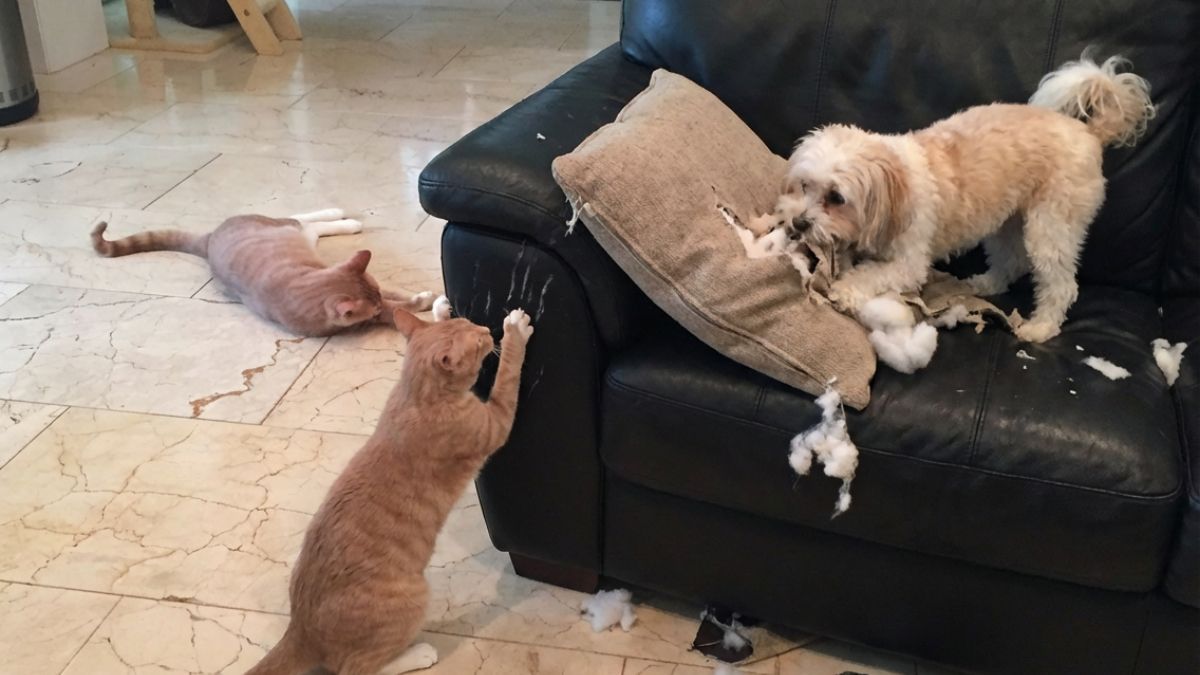 Animales destrozando un sofá